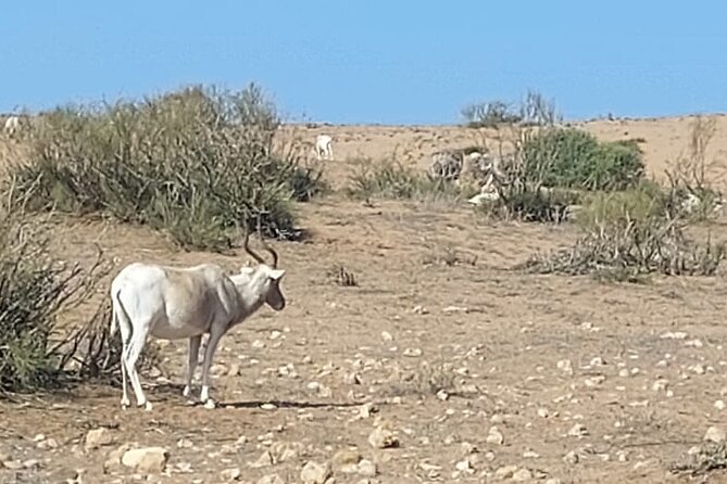 Souss Massa National Park Half Day Trip From Agadir - Tour Activities