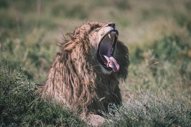 Spotting Africa Big Five (5) Animals. - Pickup and Meeting