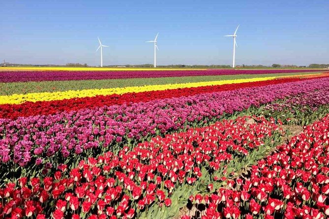 Springtime Private Tour to Keukenhof, Tulip Fields and Windmills - Cancellation Policy and Reviews