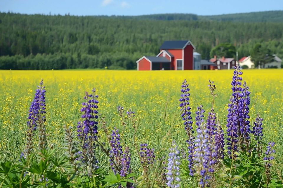 Stockholm: Evening Wildlife Safari With Midsummer Meal - Wildlife Sighting