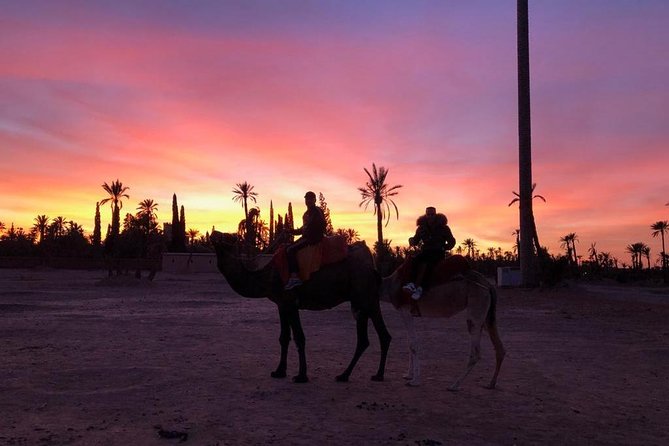 Sunset Camel Ride in the Palm Grove Of Marrakech - Camel Ride Through the Palm Grove