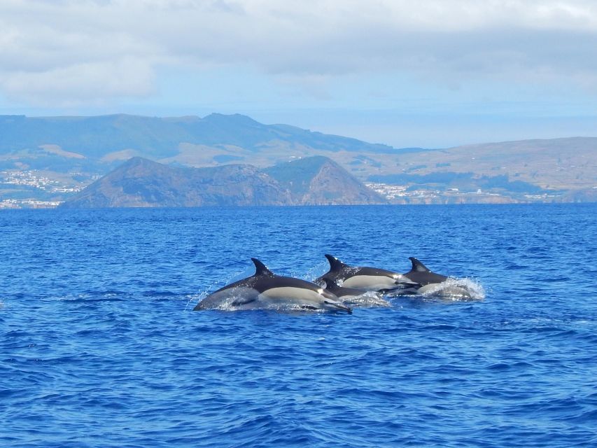 Swimming With Dolphins in Terceira Island - Highlights of the Experience