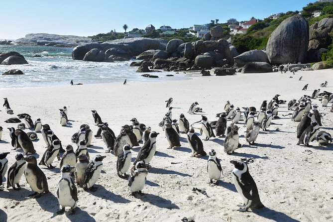 Table Mountain, Penguins Colony and Cape of Good Hope Small Group Shared Tour - Traveler Information and Limitations