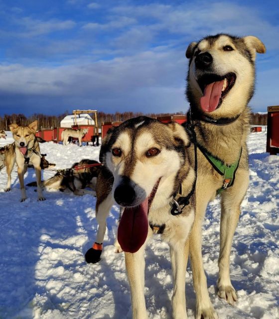 Talkeetna: Alaskan Winter Dog Sledding Experience - Activity Details in the Wilderness