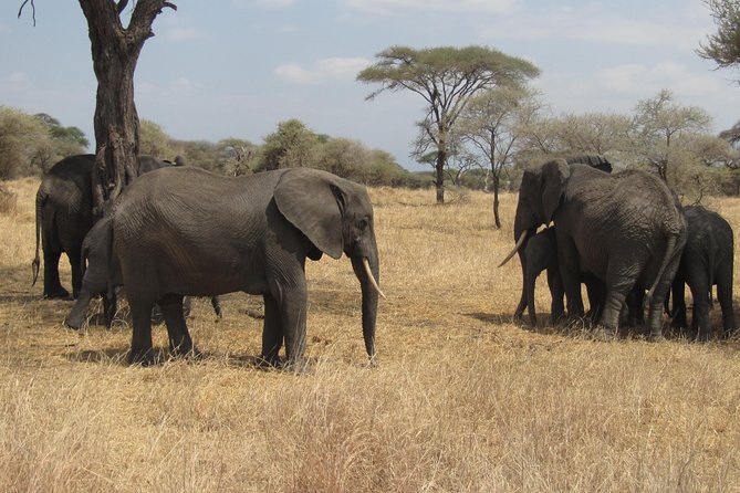 Tarangire National Park: Guided Day Tour From Arusha - Included Experiences