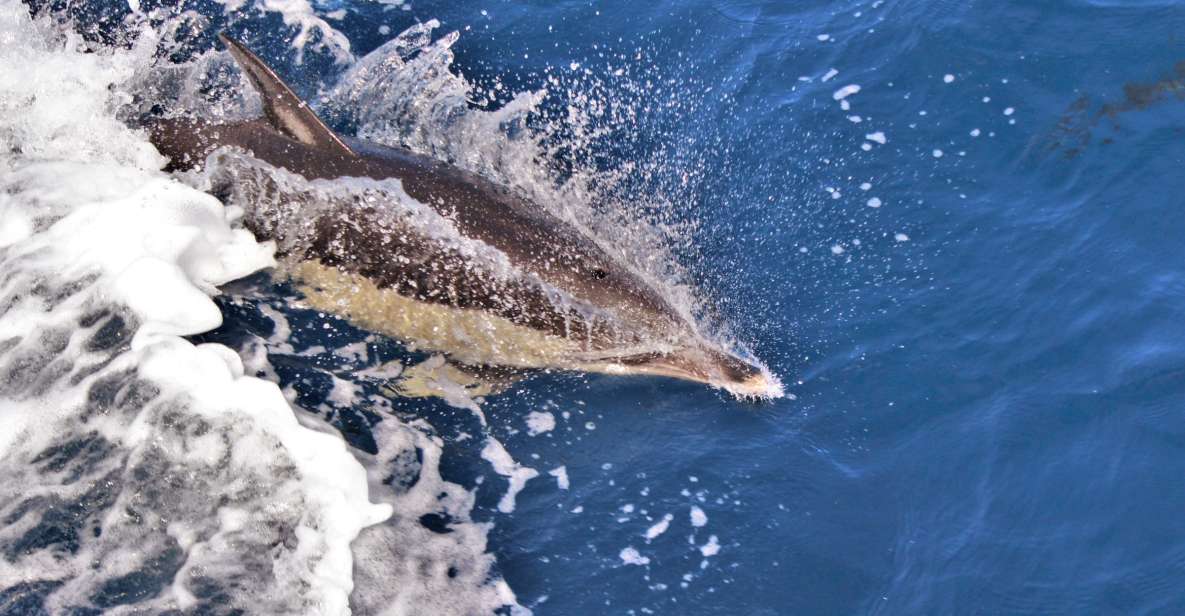 Terceira: Boat Tour and Swimming With Dolphins - Exploring the Islands Marine Life