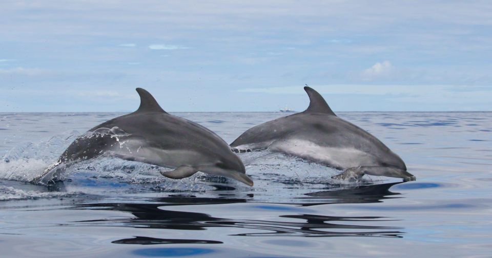 Third Island: Whale and Dolphin Watching Boat Excursion - Booking and Cancellation