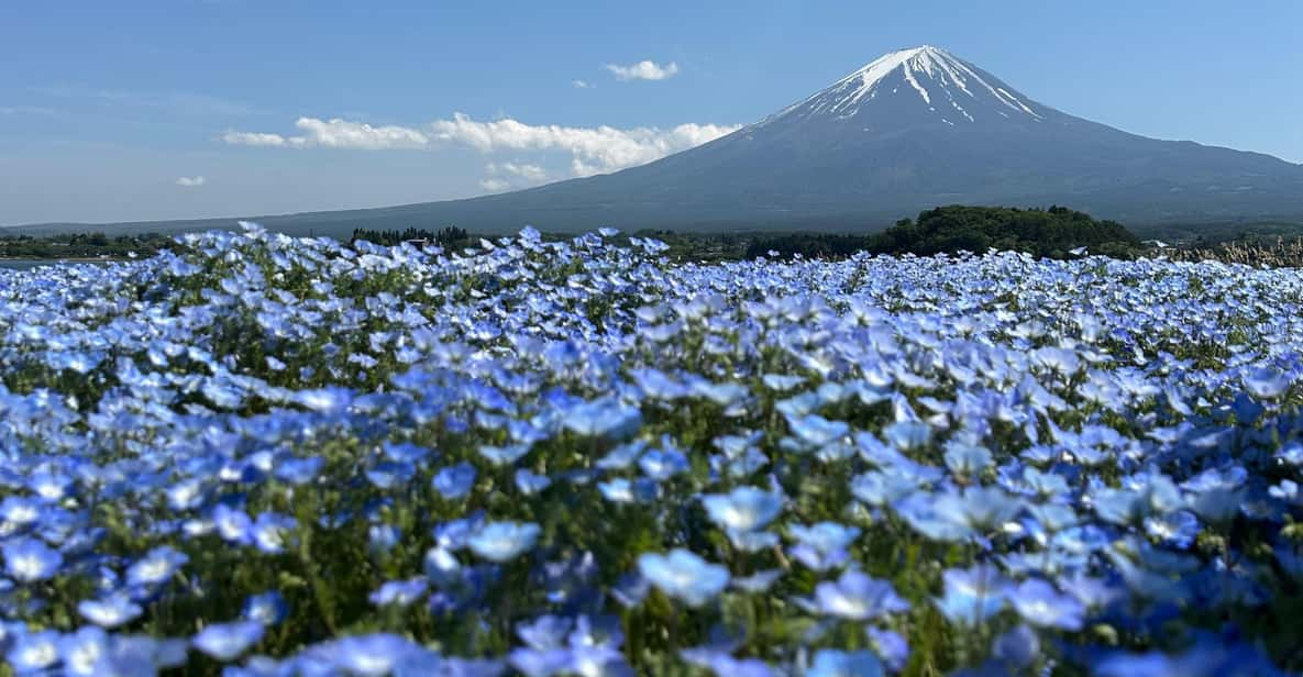 Tokyo: Private Hakone and Mt. Fuji Tour With Guide - Transportation and Itinerary