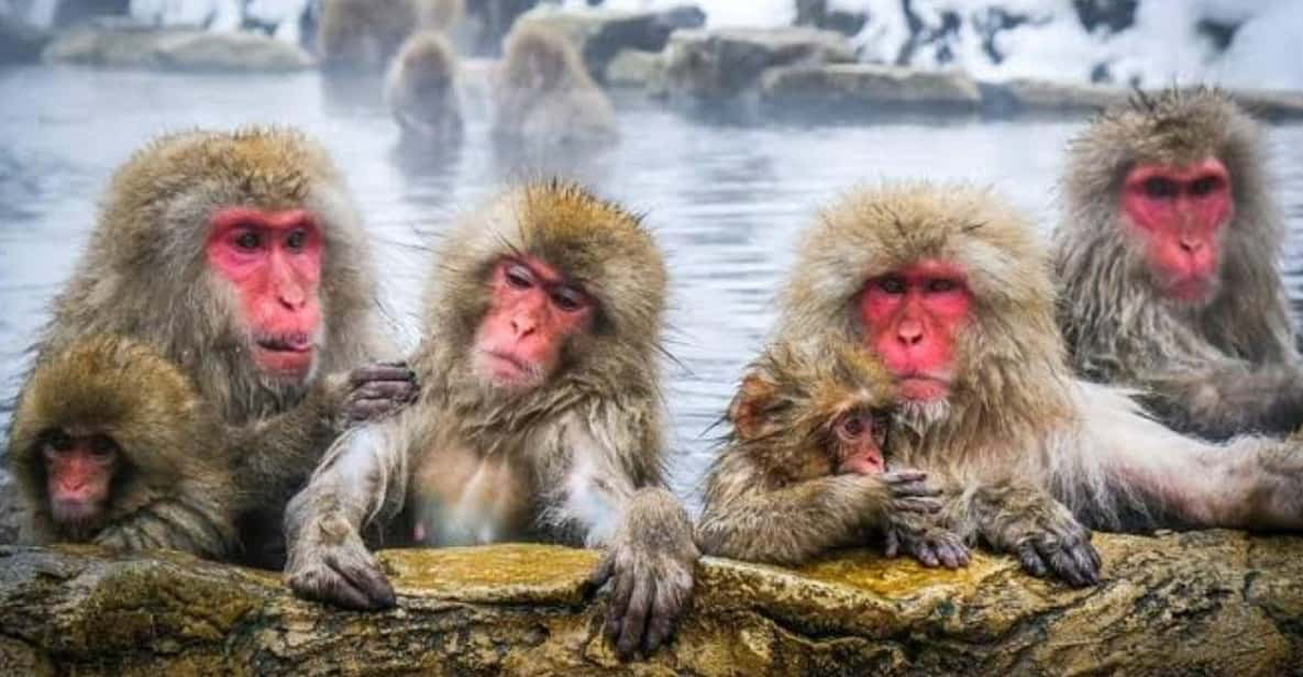 Tokyo To Nagano (Snow Monkey Zenkoji Temple Private Tour) - Itinerary Highlights