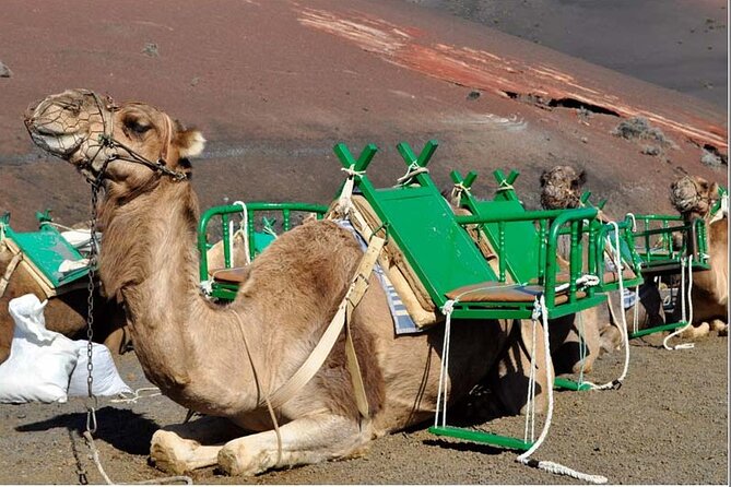 Tour to Timanfaya, La Geria and La Laguna Verde - Pickup and Timing