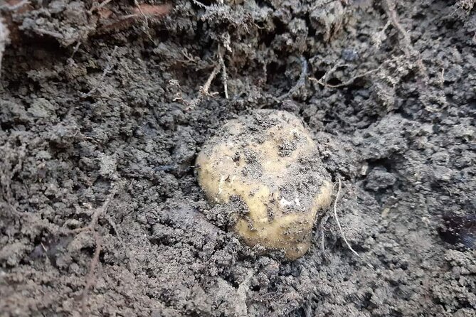 Truffle Hunting Experience in Assisi - Scheduled Operating Hours