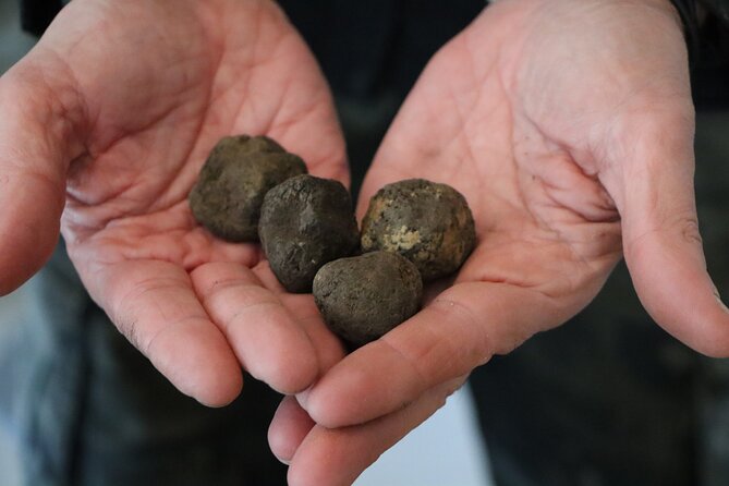 Truffle Hunting & Tasting in San Miniato Tuscany With Dogs - Truffle Tasting and Appreciation