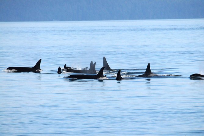 Vancouver Whale Watching Safari - Boat Features