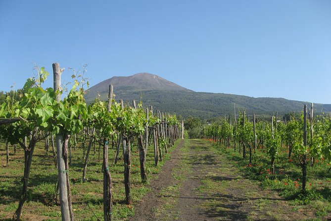 Vesuvius & Vineyard Select From Sorrento - Transportation and Meeting Point