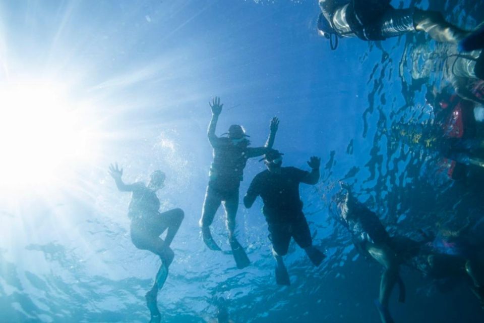 Waikiki: Snorkel Tour With Hawaiian Green Sea Turtles - Activity Details