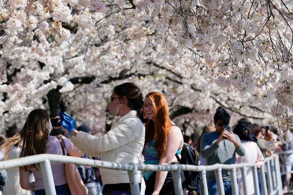 Washington DC : Cherry Blossom Walking Tour - Tour Highlights