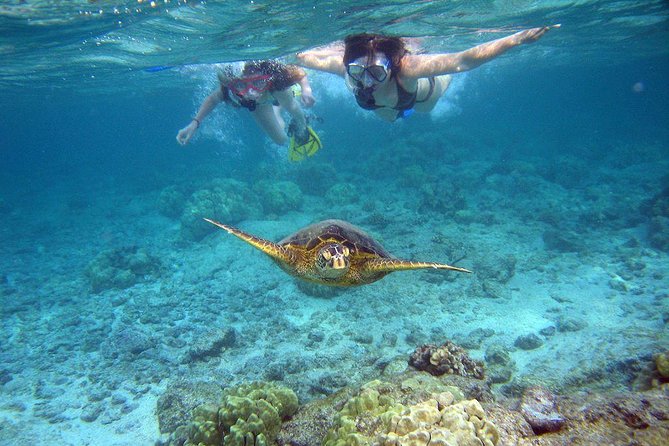 Watamu Marine Park & Sudi Island Mangrove Forest Canoe Ride.With Sea Food Lunch - Snorkeling With Dolphins