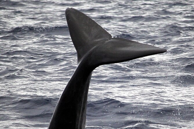 Whale and Dolphin Watching Tour - Funchal - Meeting Point