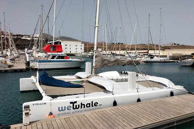 Whale & Dolphin Observation on Silent Catamaran With Hydrophone - Location and Meeting Point