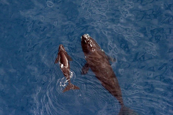 Whale Watching Hermanus - Boat Base - Tour Details