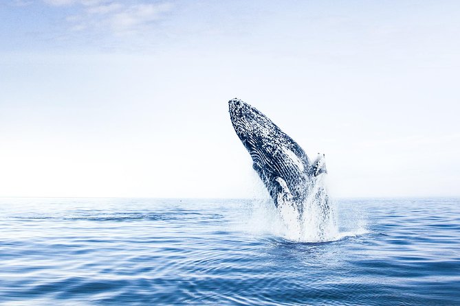 Whale Watching on Board a Traditional Oak Boat From Árskógsandur - Meeting and Pickup Details