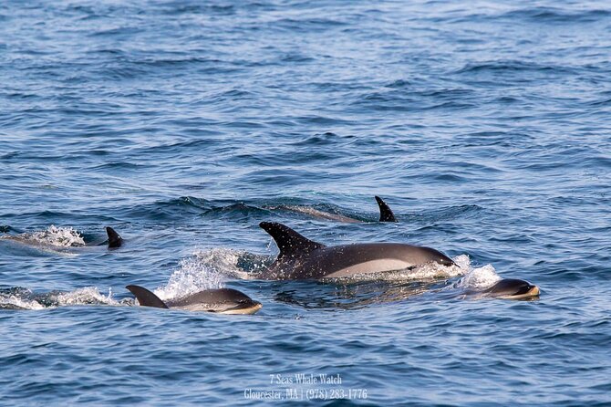 Whale Watching Trips to Stellwagen Bank Marine Sanctuary. Guaranteed Sightings! - Highlights of the Trip Experience