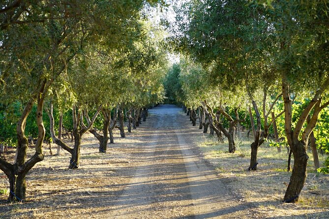 Wine Tasting in Frascati From Rome - The Wine-Making Process Revealed