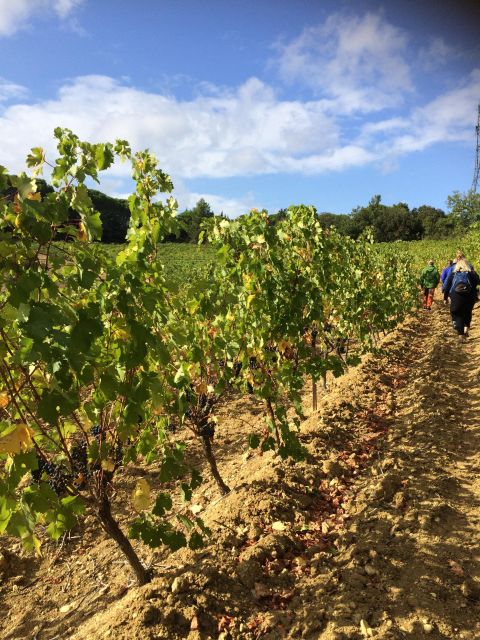 Wine Tour Cathar Country - Meet Dedicated Winemakers and Oenologists