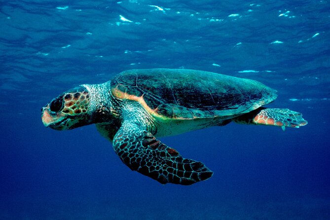 Zakynthos Marine Park With Turtles Spotting - Meeting and Pickup Location