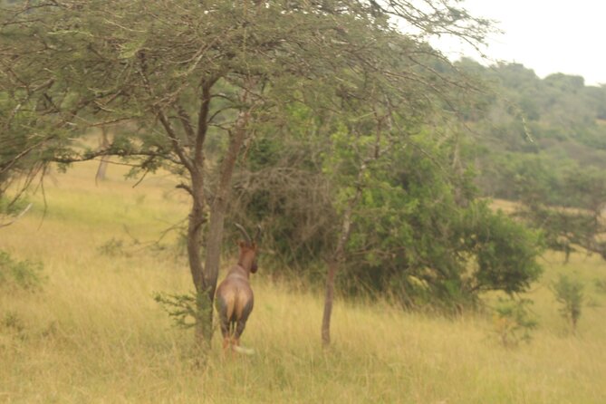 2 Day Lake Mburo National Park Wildlife Safari - Start Time and Duration