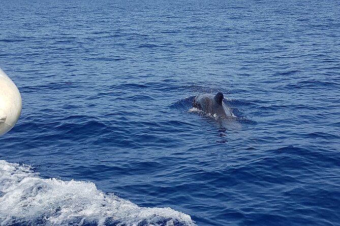 2 Hour Trip to See Whales Dolphins Puerto Colon Adeje - Highlights of the Experience