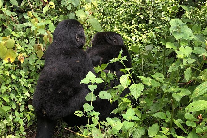 3 Day Gorilla Trek at Bwindi National Park via Kigali - Accommodation and Meals