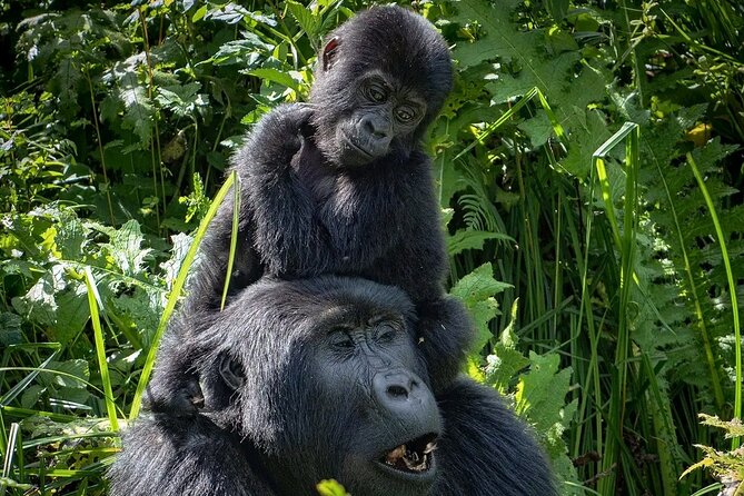 3-Day Gorilla Trekking Safari in Bwindi Impenetrable Forest - Banana Plantation Visit