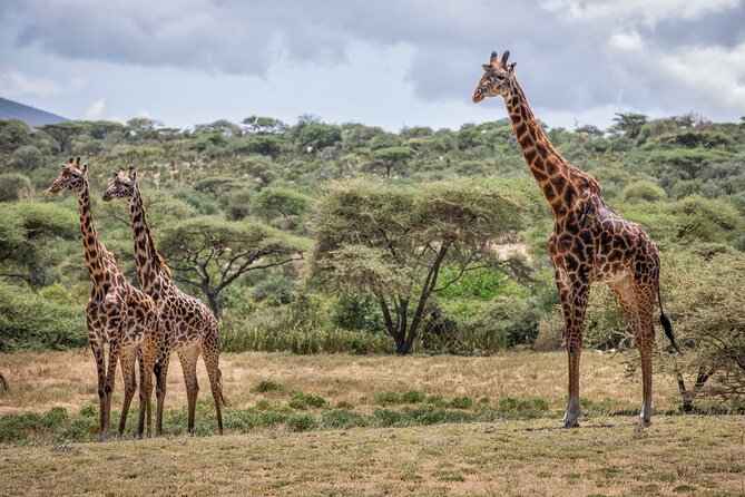 5 Day Tarangire, Serengeti, Crater & Manyara - Mid Range Private - Camping at Safari Lodges