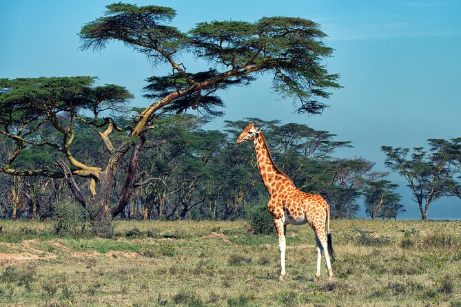 5 Days Budget Safari in Tanzania - Traveler Information