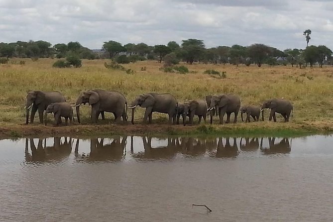 A Day Trip To Selous Fly From Zanzibar - Transportation Options