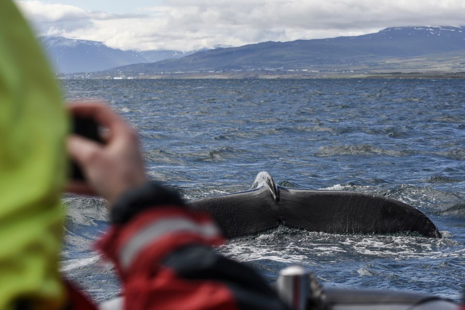 Akureyri: 2–Hour Whale Watching Express by RIB Speedboat - Inclusions and Amenities