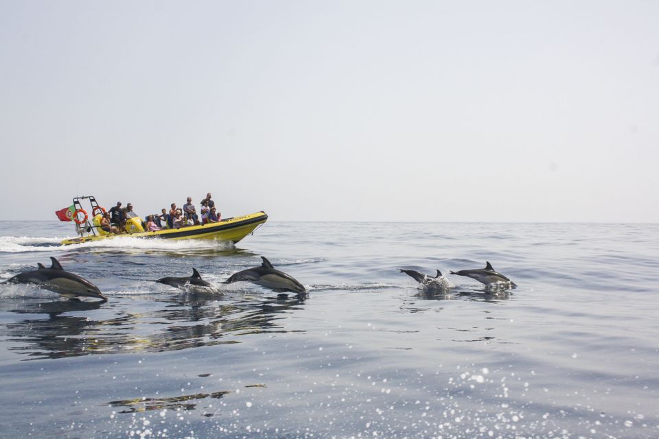 Albufeira: Benagil Caves & Dolphin Watching Speed Boat Tour - Duration and Timing