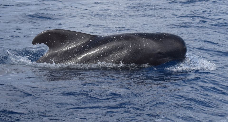 All Inclusive Whale and Dolphin Watching Luxury Tour - Ocean Sailing