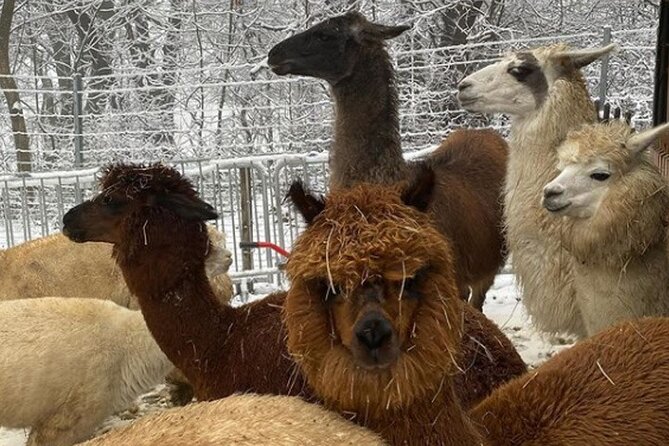 Alpaca and Llama Hike Moedling Near Vienna - Fitness and Medical Requirements