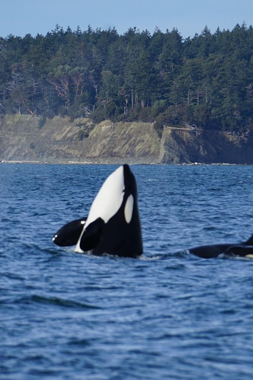 Anacortes: Whale and Orca Boat Tour Near Seattle - Tour Logistics and Accessibility