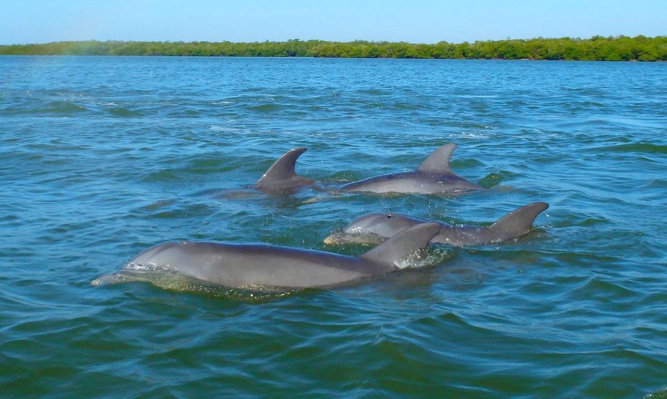 Anna Maria Island and Bradenton: Sunset Kayak Dolphin Tour - Equipment and Safety