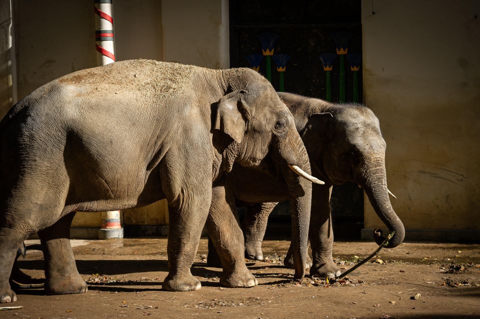 Antwerp: ZOO Entry Ticket - Visitor Experience