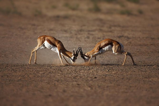 Aquila Game Reserve Wildlife Safari From Cape Town - Learning From Game Rangers