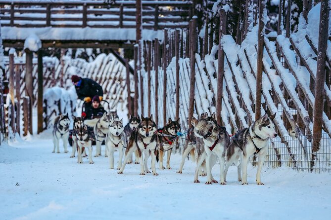 Arctic Animals Combo Safari, Reindeer and Husky Adventure - Learning About Arctic Animals