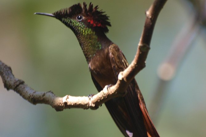 Argyle Waterfall With Adventure Farm - Hummingbird Varieties at Farm