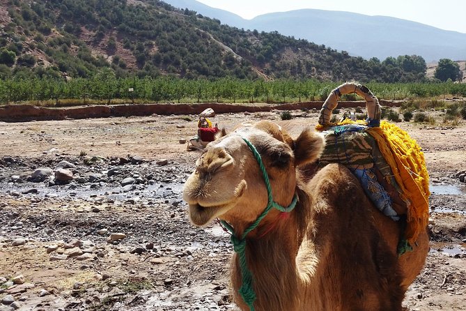 Atlas Mountains and Camel Ride Day Trip From Marrakech - Additional Important Details