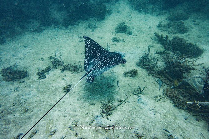 Boat Trip for Snorkeling Discovery of Corals - Travelers Requirements