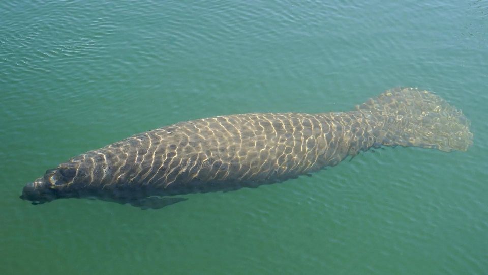 Bradenton: Anna Maria Island Guided Kayaking Manatee Tour - Tour Description