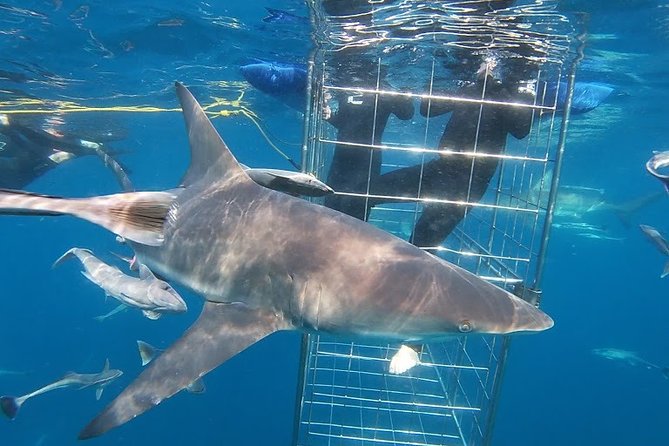 Caged and Cageless Shark Snorkelling on Durbans Aliwal Shoal - Caged Shark Snorkeling